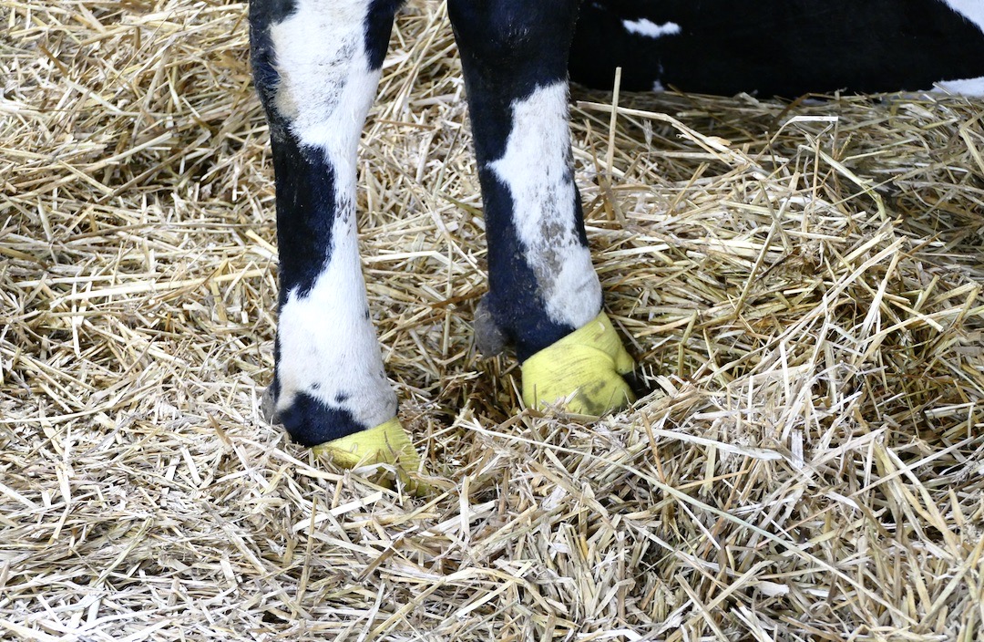 Krowy kulejące od mortellaro kulały 20 razy rzadziej tydzień po leczeniu lekiem przeciwbólowym i dawały 10 kg więcej mleka dziennie