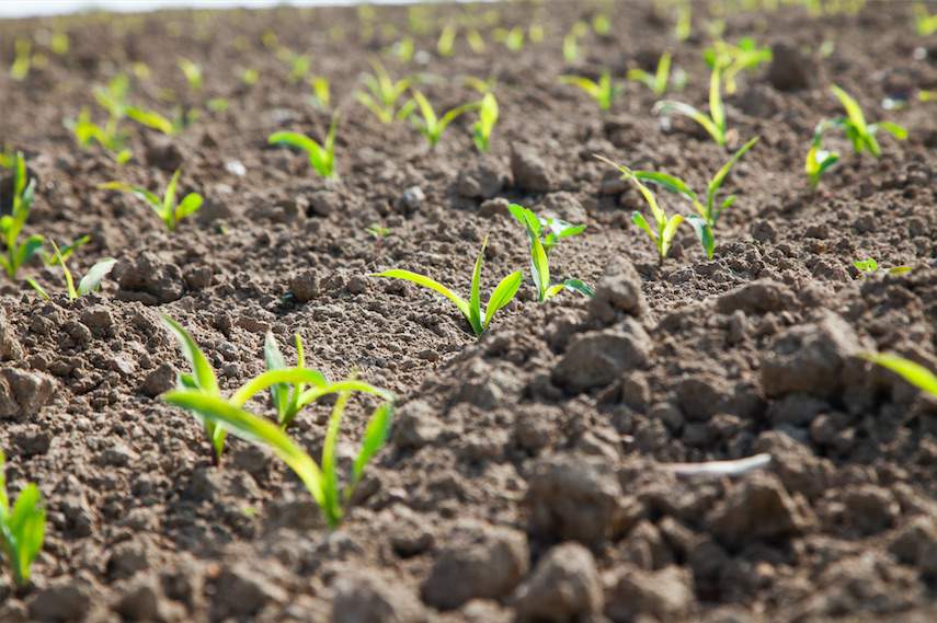 Lepsze warunki glebowe - wyższa obsada roślin