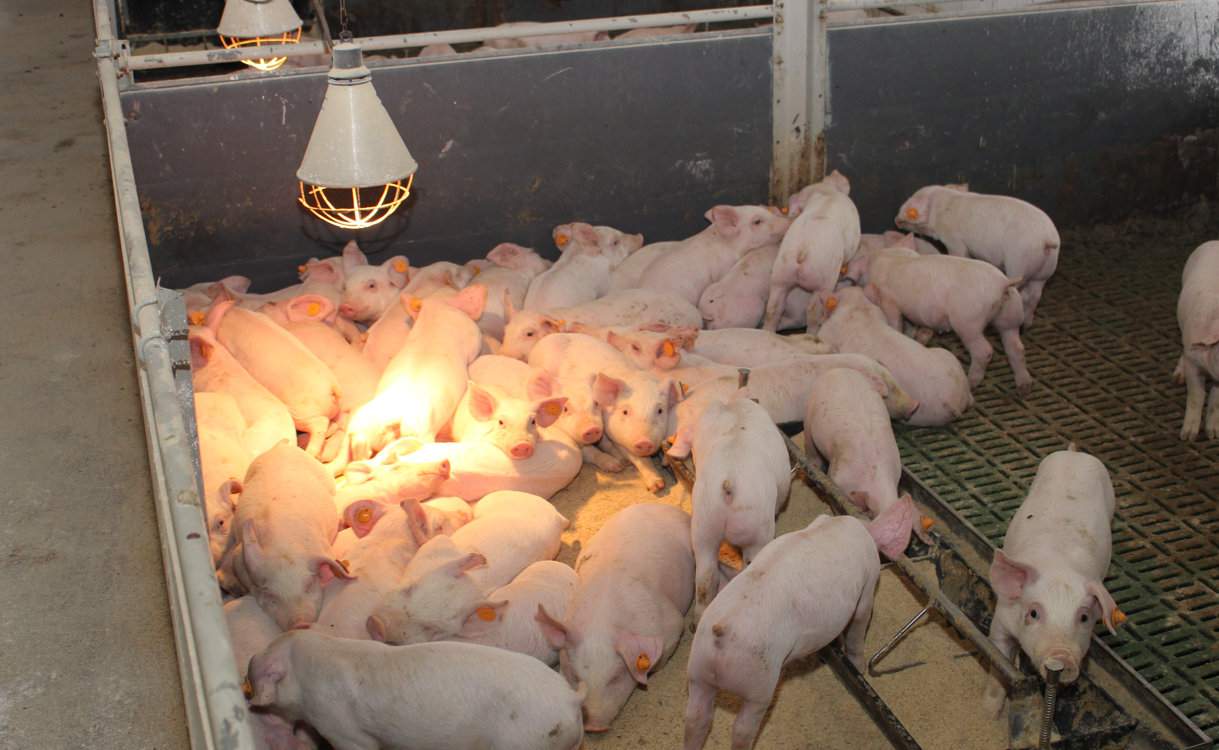 Liczba stad trzody chlewnej spada dramatycznie ze względu na afrykański pomór świń oraz niestabilny rynek, a re dukcja pogłowia loch sprawi, że prosiąt do tuczu będzie jeszcze bardziej brakowało
