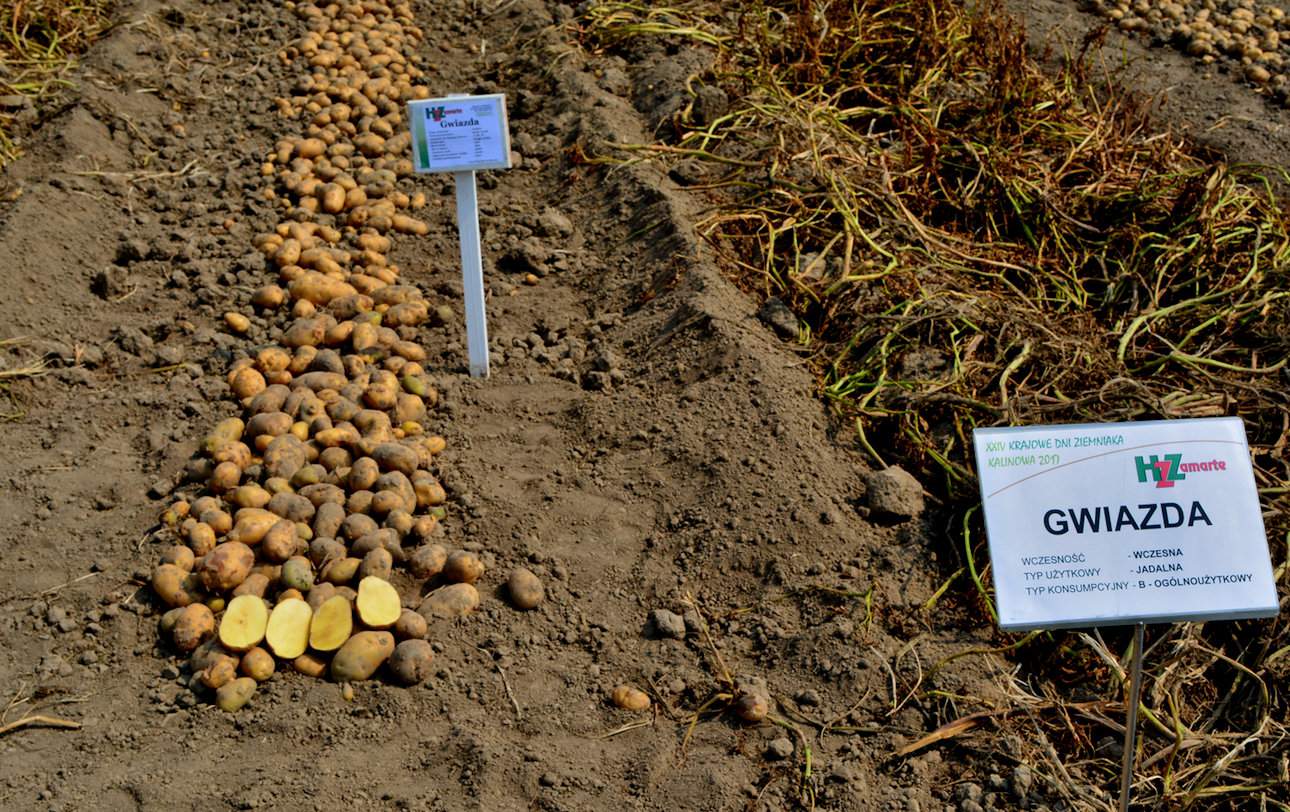 Marek Kalinowski Na LOZ rekomendowanych na 2020 r. jest do uprawy 8 odmian wczesnych ziemniaka, a na czele tej listy ex aequo są odmiany Bohun i Gwiazda 