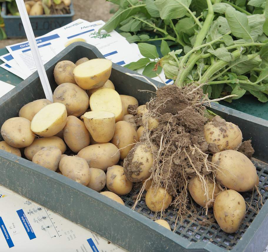 Odmiany uprawiane na najwcześniejszy zbiór dają satysfakcjonujący plon handlowy młodych ziemniaków już w 40 dni od wschodów