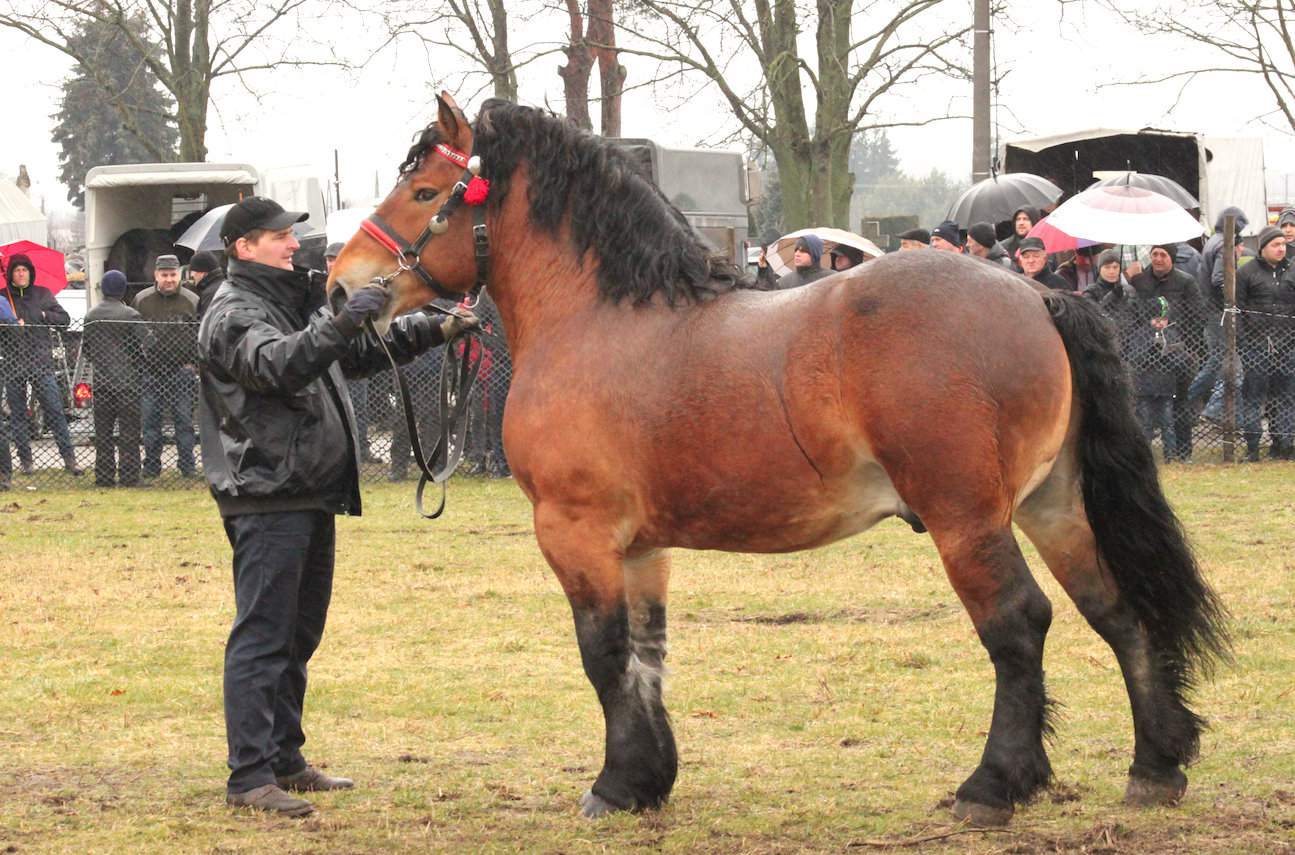 Marsel, polski koń zimnokrwisty w typie sztumskim Marka Wlazły