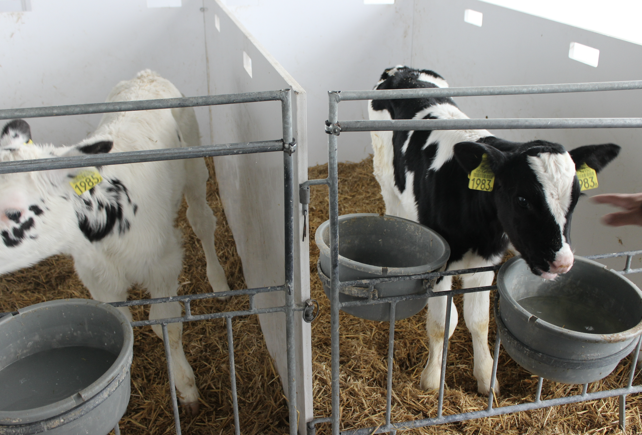 Mleko lub preparat mlekozastępczy trafia bezpośrednio do trawieńca, natomiast w żwaczu przebiega fermentacja paszy starterowej, do której niezbędna jest woda