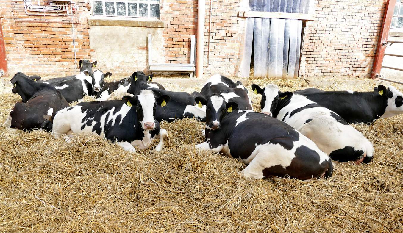 Na 5–6 tygodni przed planowanym terminem porodu jałówki cielne powinny pobierać paszę objętościową laktacyjną, uzupełnioną dodatkiem mineralno-witaminowym, takim jak otrzymują krowy zasuszone