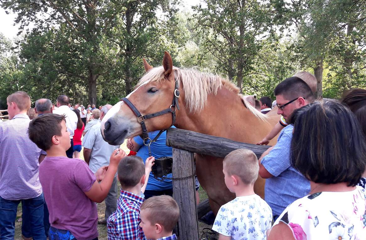 Najmłodsi mogli z bliska podziwiać konie i nawiązać z nimi kontakt już podczas mszy polowej