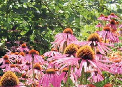 Jezówka z ogrodu Jadwigi Rycerz jest dowodem na to, że rośliny lecznicze mogą być niezwykle dekoracyjne