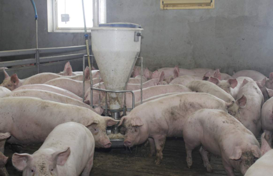 Nadmierne zagęszczenie świń w kojcach oraz mało wydajna wentylacja będą sprzyjały zwiększonej wilgotności w chlewni