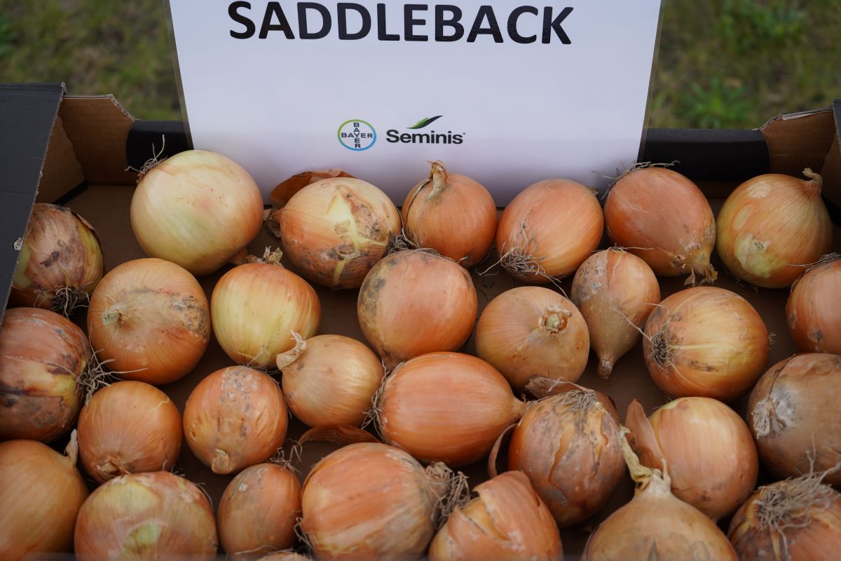 Saddleback jest nowością wśród odmian cebuli marki Seminis w typie amerykańskim
