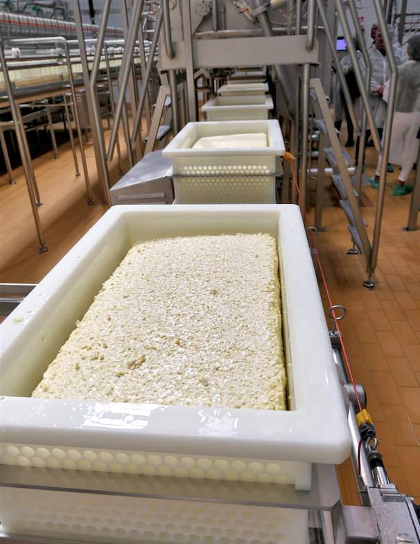 Nowoczesna, uruchomiona w 2016 r., linia do produkcji serów dojrzewających 