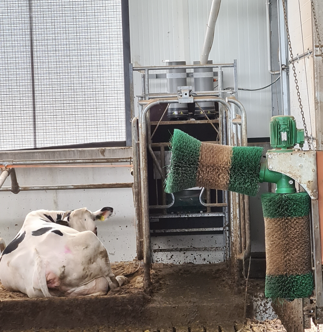 Krowy odpoczywają na materacach słomiano-wapiennych oraz korzystają ze stacji paszowej