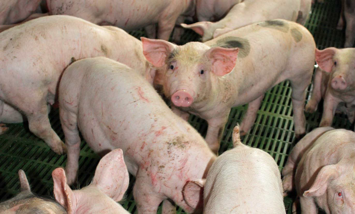 Nuda oraz walka o dostęp do paszy lub wody mogą powodować agresję wśród świń, dlatego powinny one mieć coś, czym mogą się zająć
