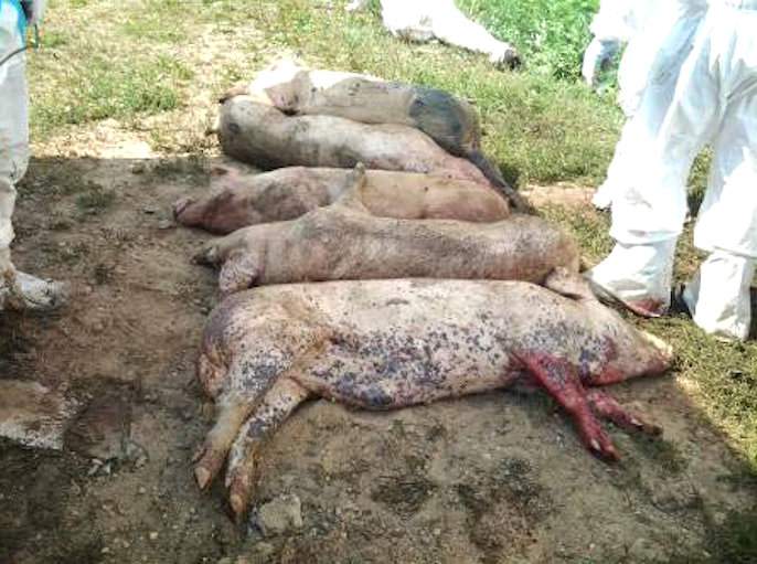 Objawy kliniczne afrykańskiego pomoru świń mogą być mylone z innymi schorzeniami
