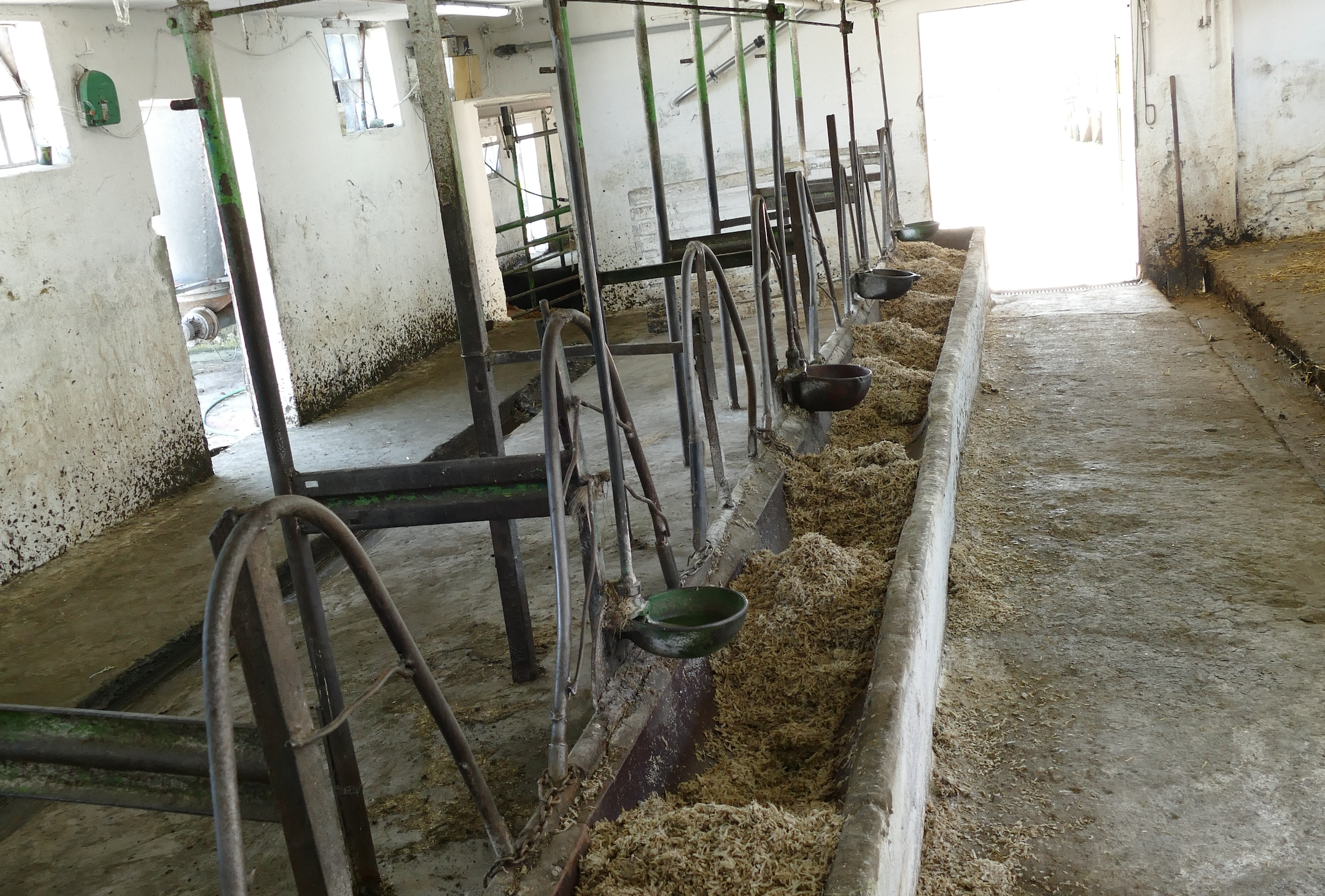 Obora dla krów to pomieszczenia po dawnej chlewni, wymagające dużej ilości pracy fizycznej. 3 lata temu gospodarze wyposażyli budynek w dojarkę przewodową