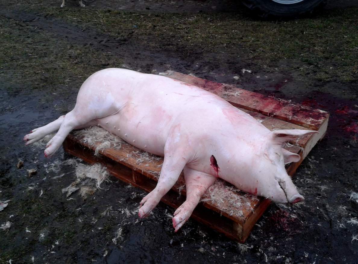 Obowiązujące przepisy zabraniają uboju zwierząt poza rzeźnią, chyba że odbywa się to w celu produkcji mięsa na użytek własny