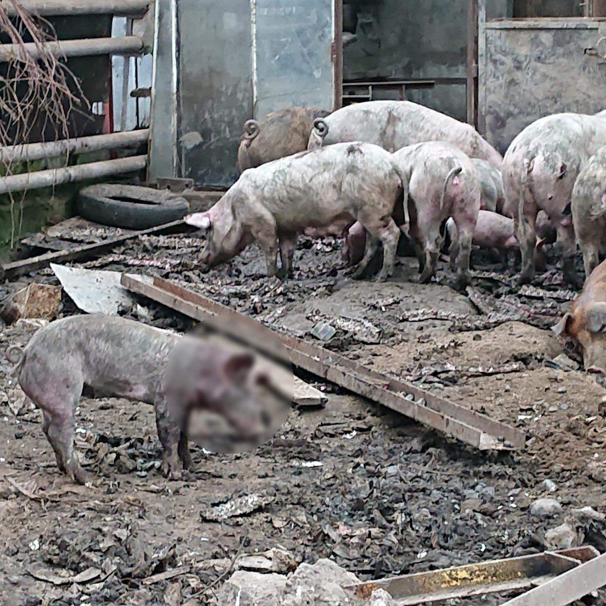Okaleczone i wychudzone zwierzęta w gospodarstwie pod Krakowem