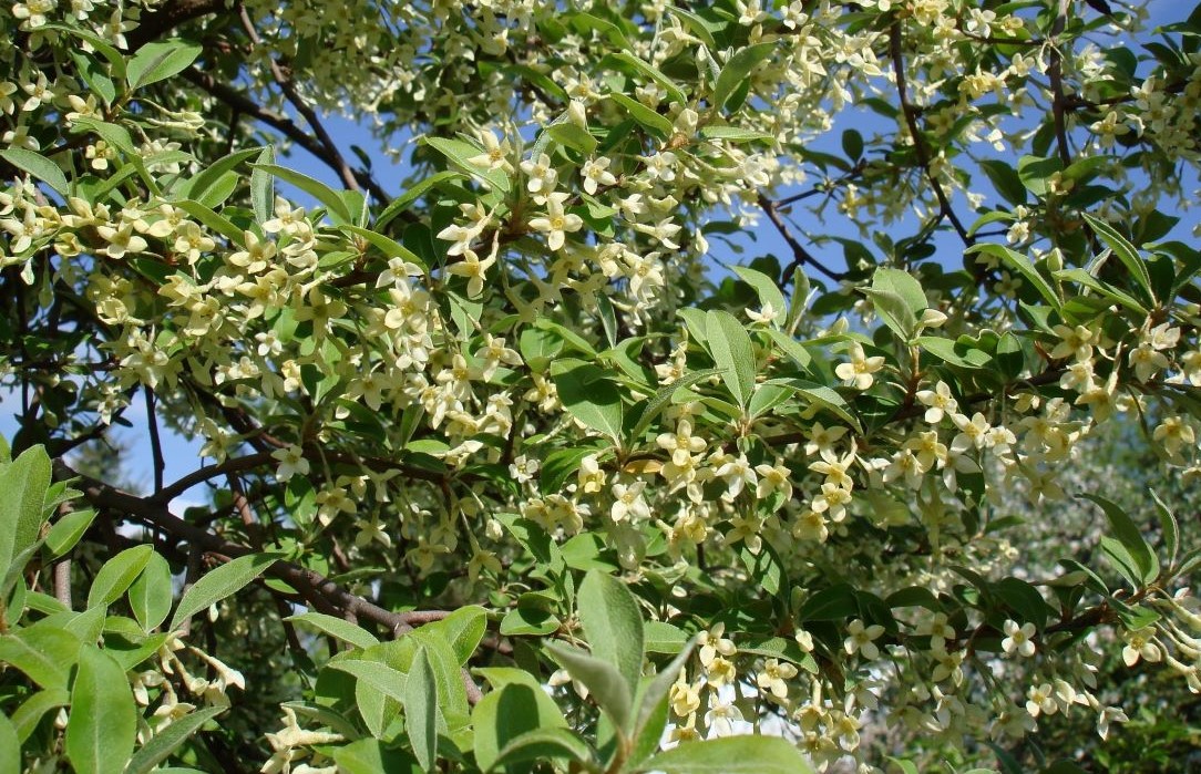 Kwitnący oliwnik wielokwiatowy