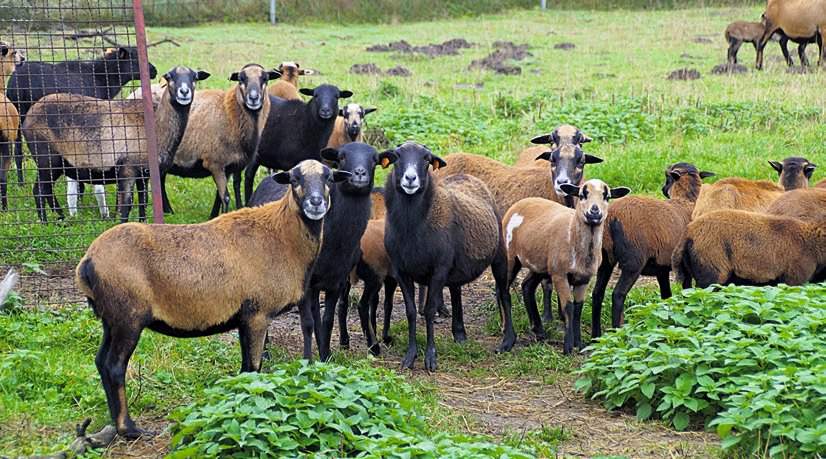 Owce rasy kameruńskiej to ekologiczne kosiarki