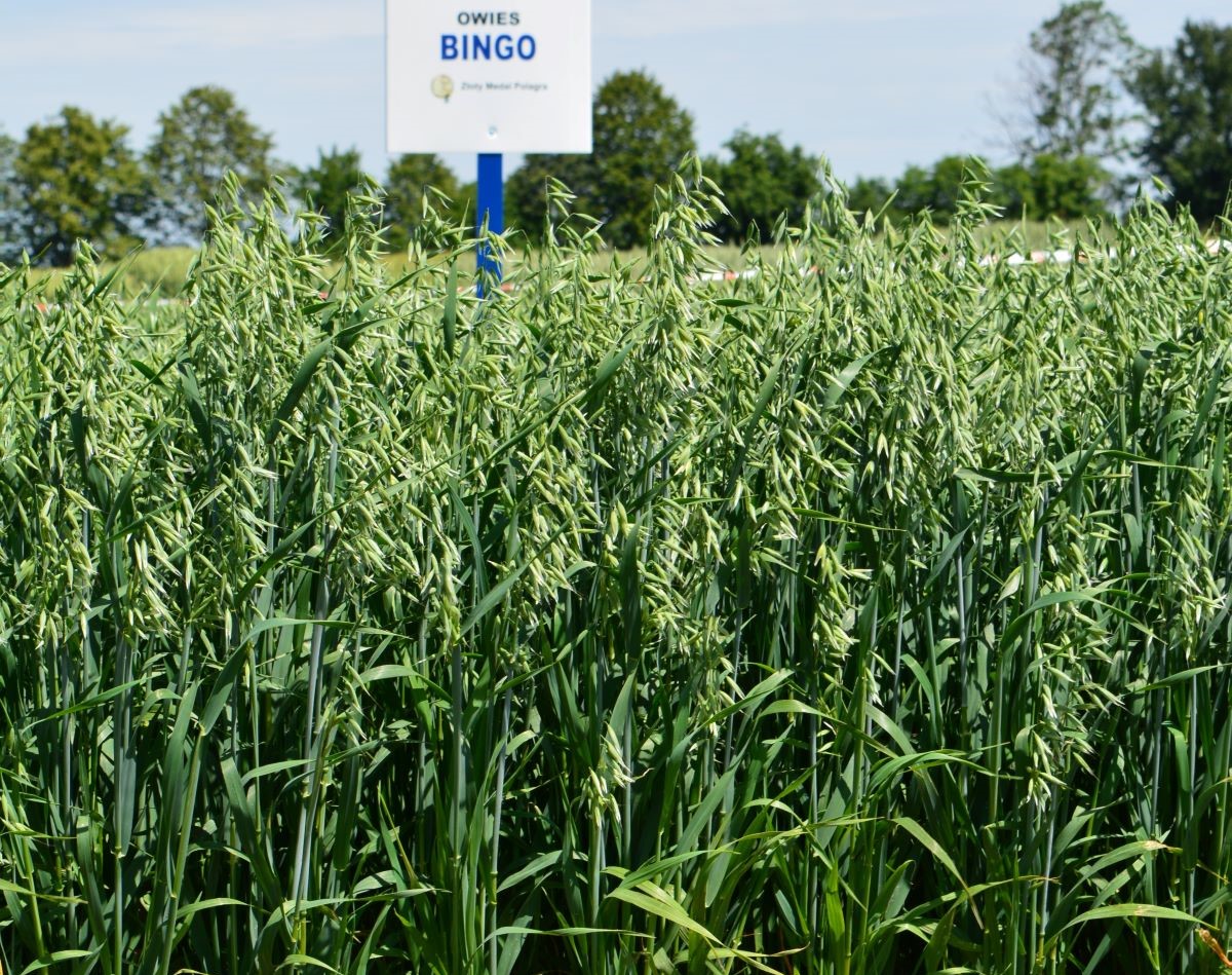 Bingo przez wiele lat był w Polsce odmianą najczęściej rekomendowaną do uprawy, cenioną przez rolników i chętnie kupowaną przez producentów płatków owsianych. Mimo że obecnie miejsce lidera zajął Rambo, to Bingo nadal jest w czołówce, bo na 5. miejscu wśród odmian owsa najczęściej zalecanych do uprawy