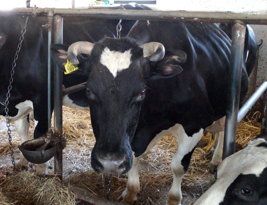 Pierwsza krowa, która przekroczyła poziom 100 tys. kg mleka, jej już w stadzie nie ma