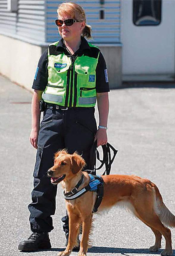 Pies Aino jest wykorzystywany w Finlandii do wykrywania nielegalnych produktów zwierzęcych, głównie na granicy z Rosją