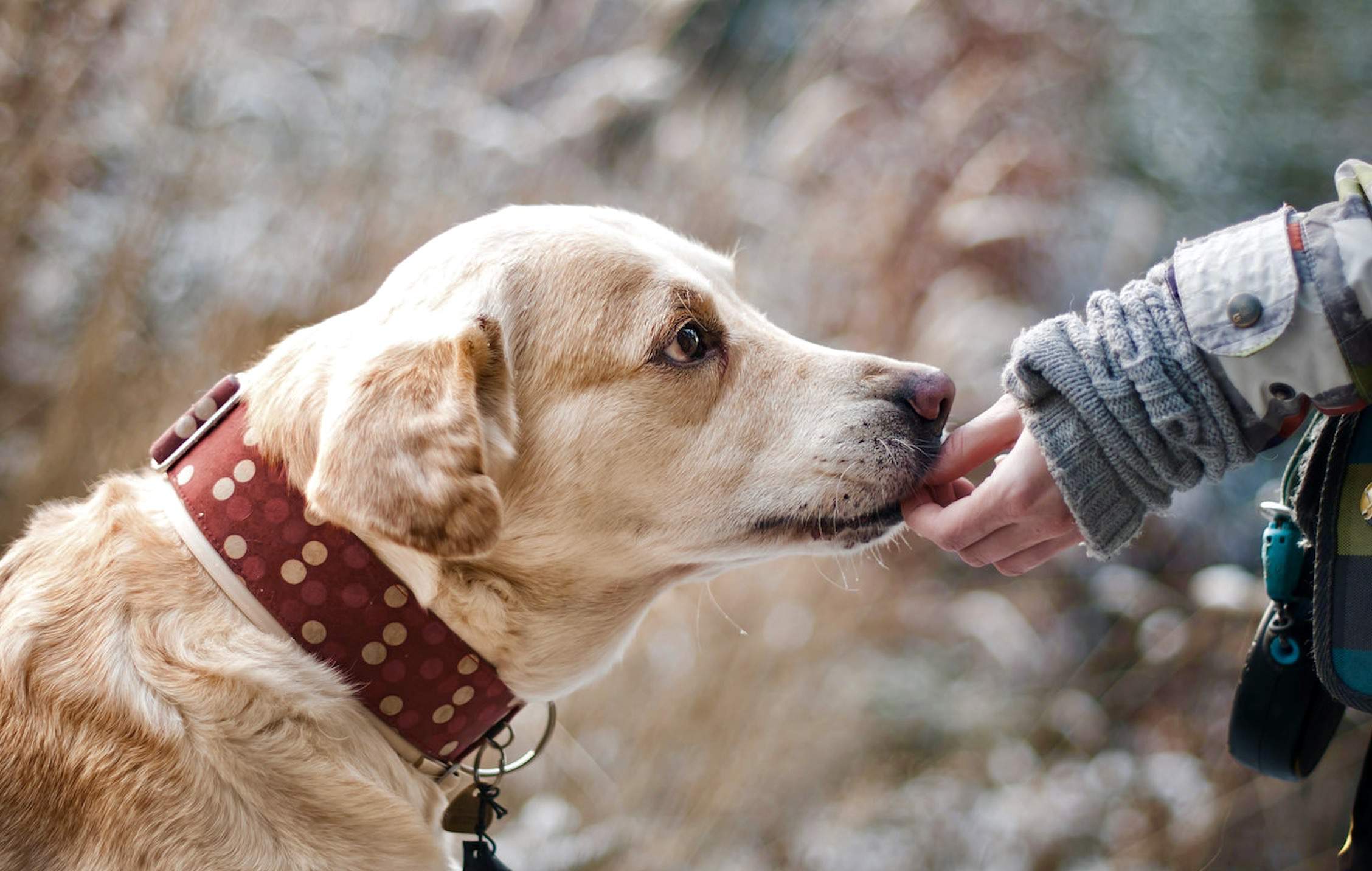 Pies może pomóc w szybszym powrocie do zdrowia po udarze. Jeśli masz chorego domownika, przenieś psa z budy do domu