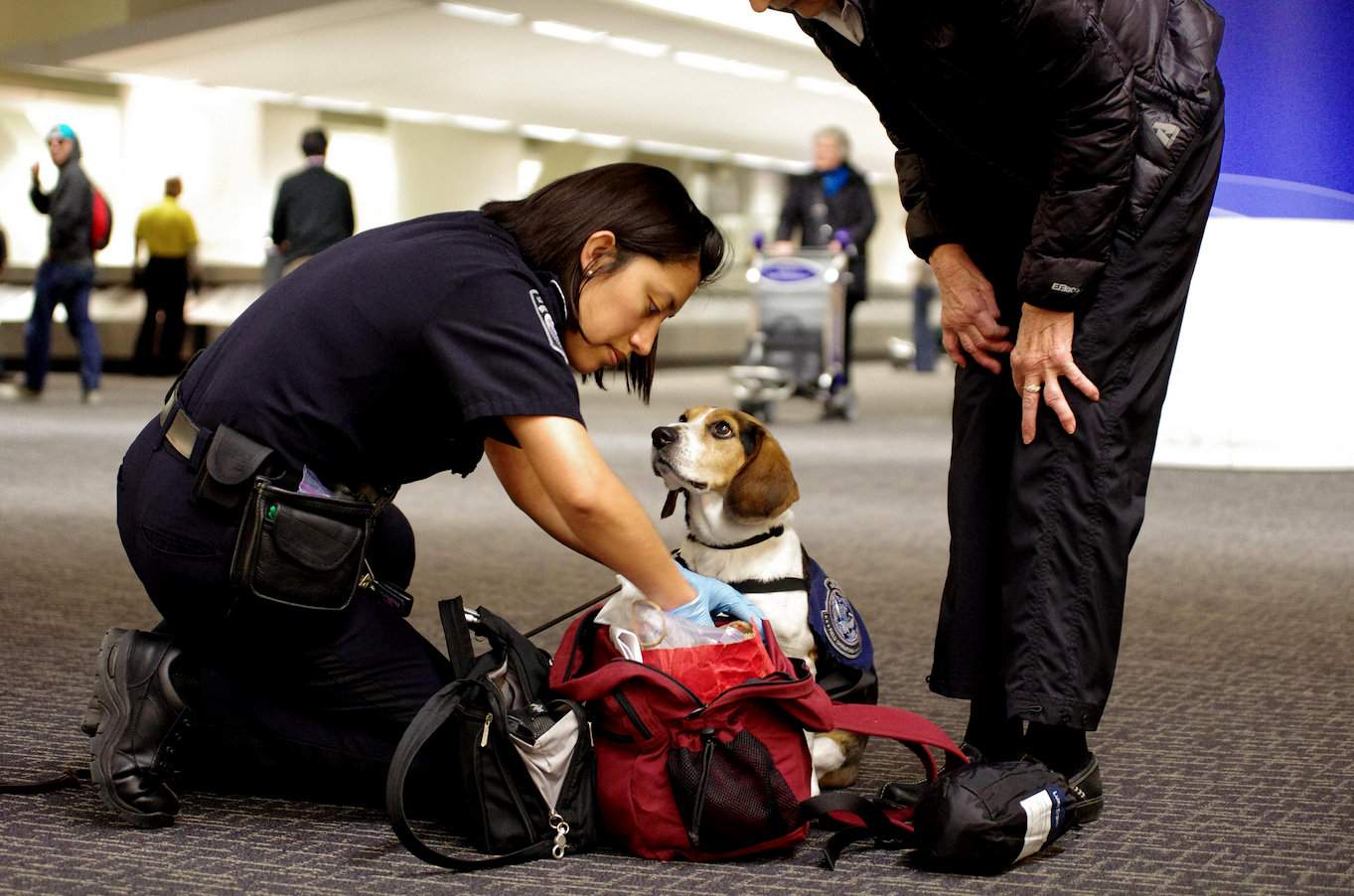 Pies Tyco z amerykańskiego Urzędu Celnego i Ochrony Granic w akcji na lotnisku w San Francisco. Stany Zjednoczone do walki z ASF zaprzęgły już 179 zespołów z takimi psami, niebawem dołączy do nich kolejne 60. Psy na obrożach mają napis „Chronię amerykańskie rolnictwo”