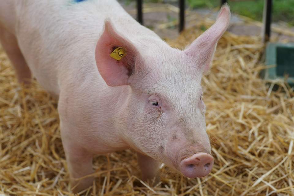Polska wstrzymuje import litewskiej wieprzowiny ze strefy ASF