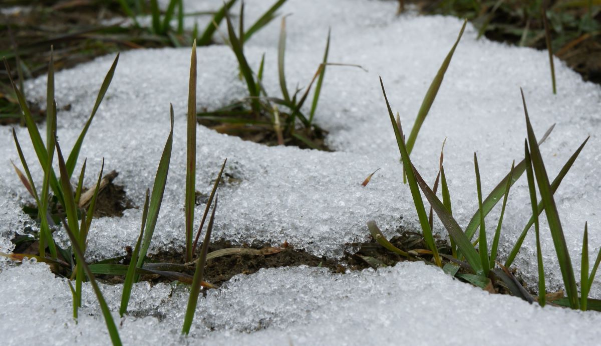 Pleśń śniegowa występuje w zbożach i największe straty wyrządza w kolejności w życie, jęczmieniu i pszenicy. Jest też bardzo groźna na użytkach zielonych, a najbardziej podatne są na nią życice