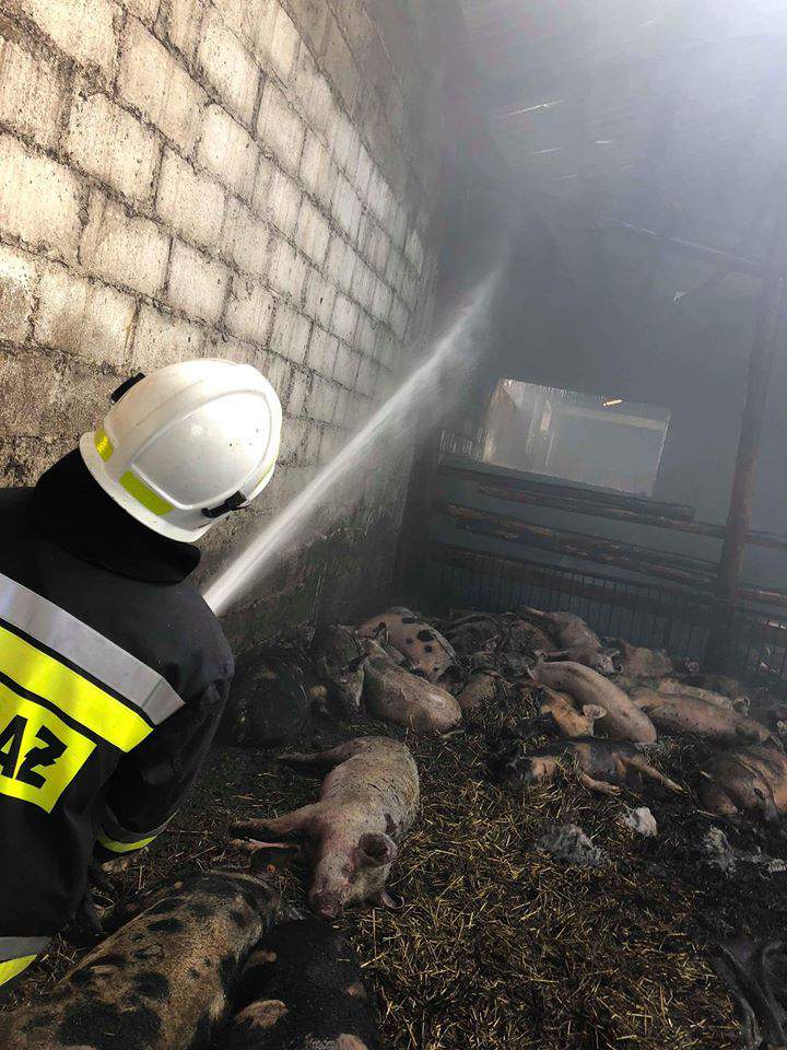 Pod Lęborkiem spłonęło ponad 500 świń i cieląt 