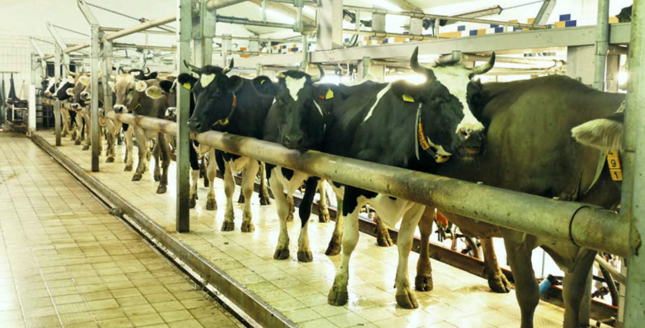 Podczas zasuszania krów nie zaleca się  zmniejszania ilości dojów z dwóch do jednego, gdyż zwiększając  przerwy między dojami, konsekwentnie prowadzimy do zwiększenia liczby komórek somatycznych w mleku w kolejnej laktacji