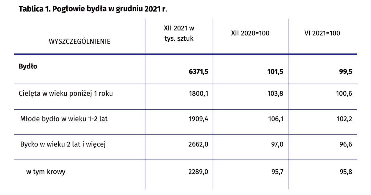 Pogłowie bydła w Polsce w 2021 roku
