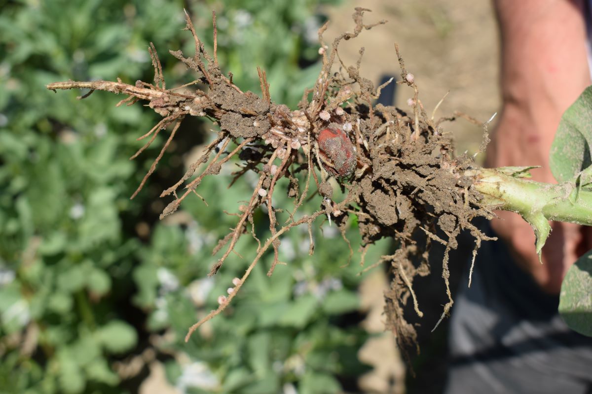 Wiązanie azotu atmosferycznego przez bakterie brodawkowate w korzeniach wzbogaca glebę w azot i substancję organiczną 