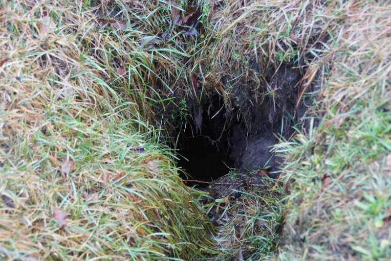Poruszając się po terenie, na którym grasują bobry trzeba bardzo uważać, bo szkodniki wykonały wiele podkopów tworzących system podziemnych kanałów z licznymi wejściami