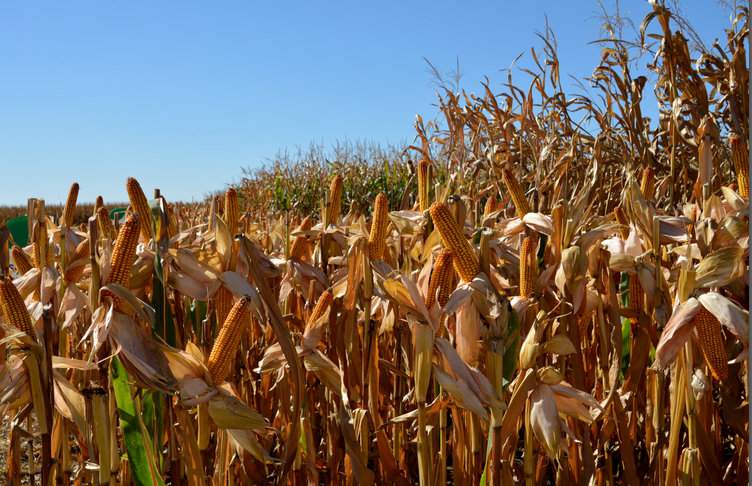 W Krajowym Rejestrze znajduje się aktualnie 210 odmian kukurydzy. Co prawda 9 z nich jest w Rejestrze od ponad 20 lat, ale postęp hodowlany jest olbrzymi. Tylko w dwóch ostatnich latach zarejestrowano aż 51 nowych mieszańców. Zainteresowanie uprawą kukurydzy znacznie wzrosło po wymarznięciach ozimin w 2012 r. i obecnie areał jej uprawy w Polsce sięga ok. 1300 tys. ha. Stabilny od 2016 r. jest areał kukurydzy kiszonkwej szacowany na 600 tys. ha, przy czym aż 38% plantacji na ten cel zlokalizowana jest w dwóch województwach – podlaskim i mazowieckim