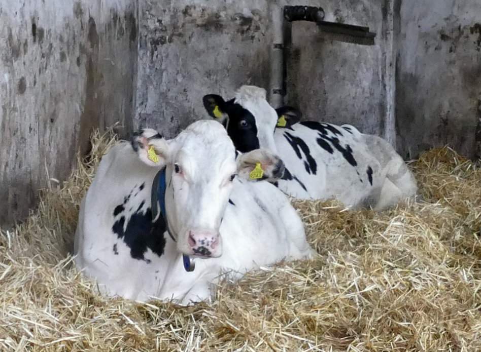 Co wpływa na obniżenie odporności u krów?