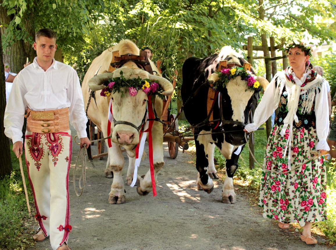 Przemarsz umajonych wołów był jedną z głównych atrakcji Festynu Zielonoświątkowego w Szreniawie. Jedno ze zwierząt ważyło ponad tonę