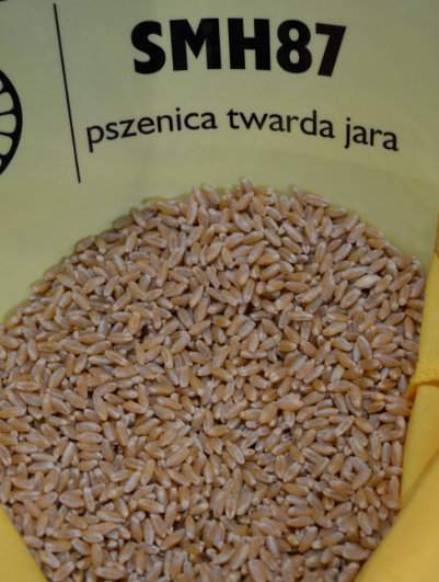 Wśród zarejestrowanych jest w Krajowym Rejestrze jedna odmiana pszenicy twardej jarej – SMH87 i dwie odmiany pszenicy orkisz jarej – Kuiavia i Wirtas