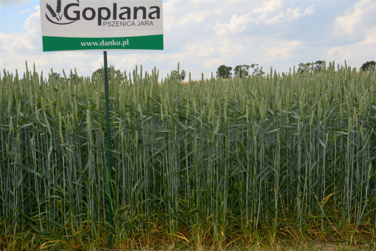 Goplana – jakościowa odmiana chlebowa (A), przez ostatnie lata była liderką List Odmian Zalecanych. W tym roku została zdetronizowana przez Harendę – odmianę chlebową (B)
