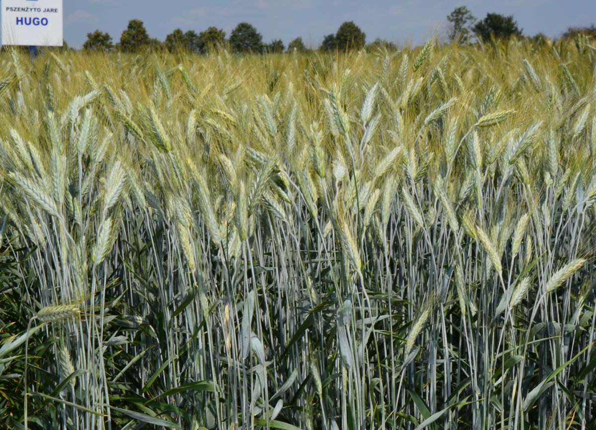 Jest sporo znacznie młodszych odmian pszenżyta ozimego, ale to Hugo wpisany do Krajowego rejestru w 2018 r. jest najczęściej rekomendowaną na Listach Odmian Zalecanych
