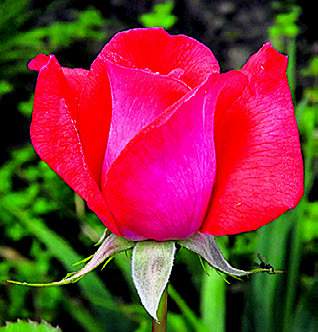 Systematyczne cięcie róż wielkokwiatowych dobrze wpływa na ich wzros