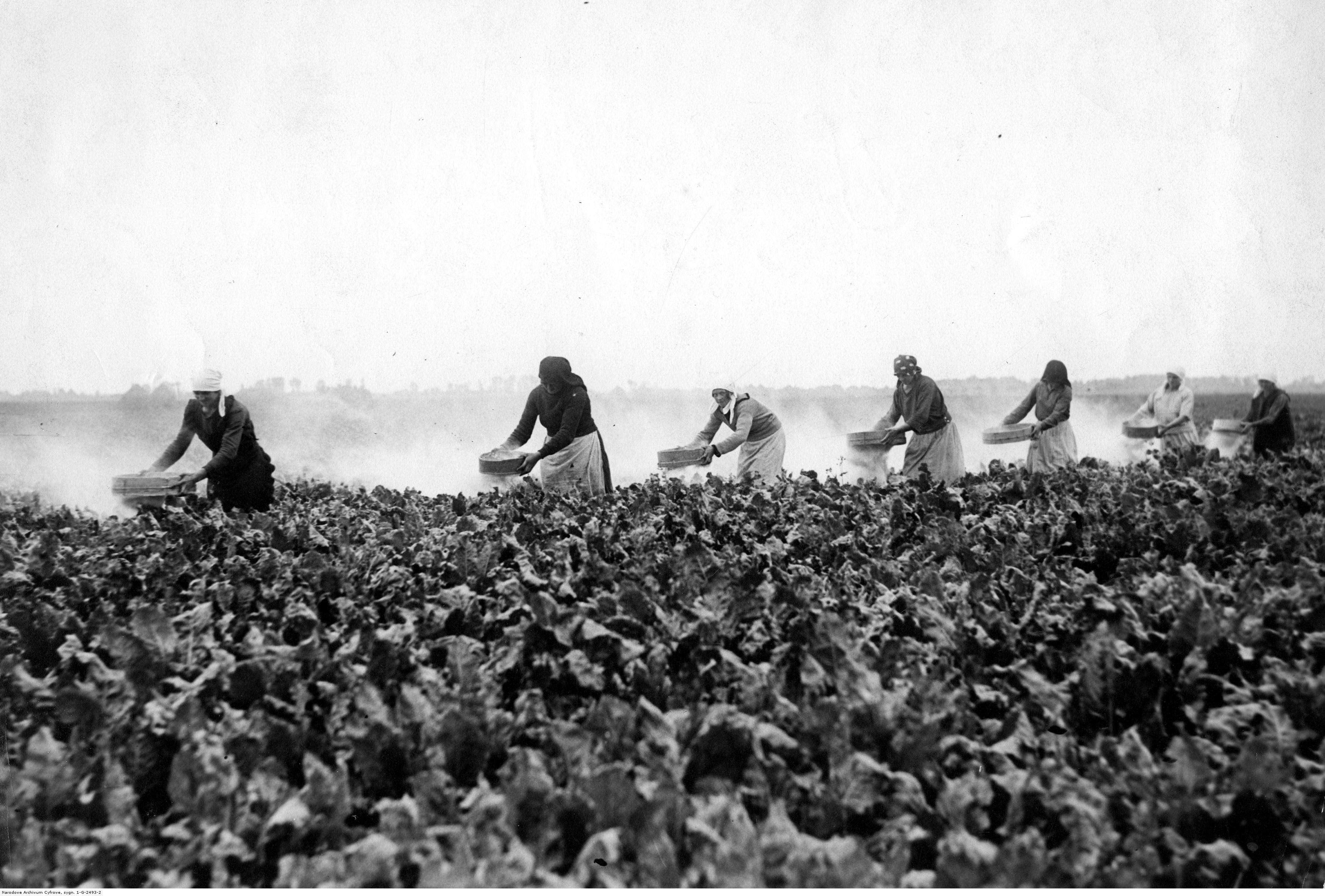 Ręczne opylanie buraków cukrowych przeciwko chwościkowi buraka w 1927 roku