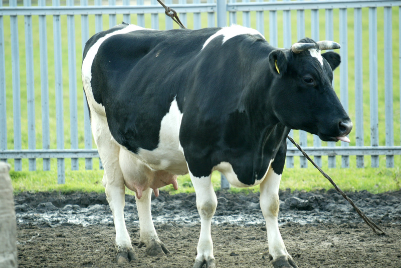 Temperatura rogów wzrasta, gdy krowy doświadczają większego stresu cieplnego