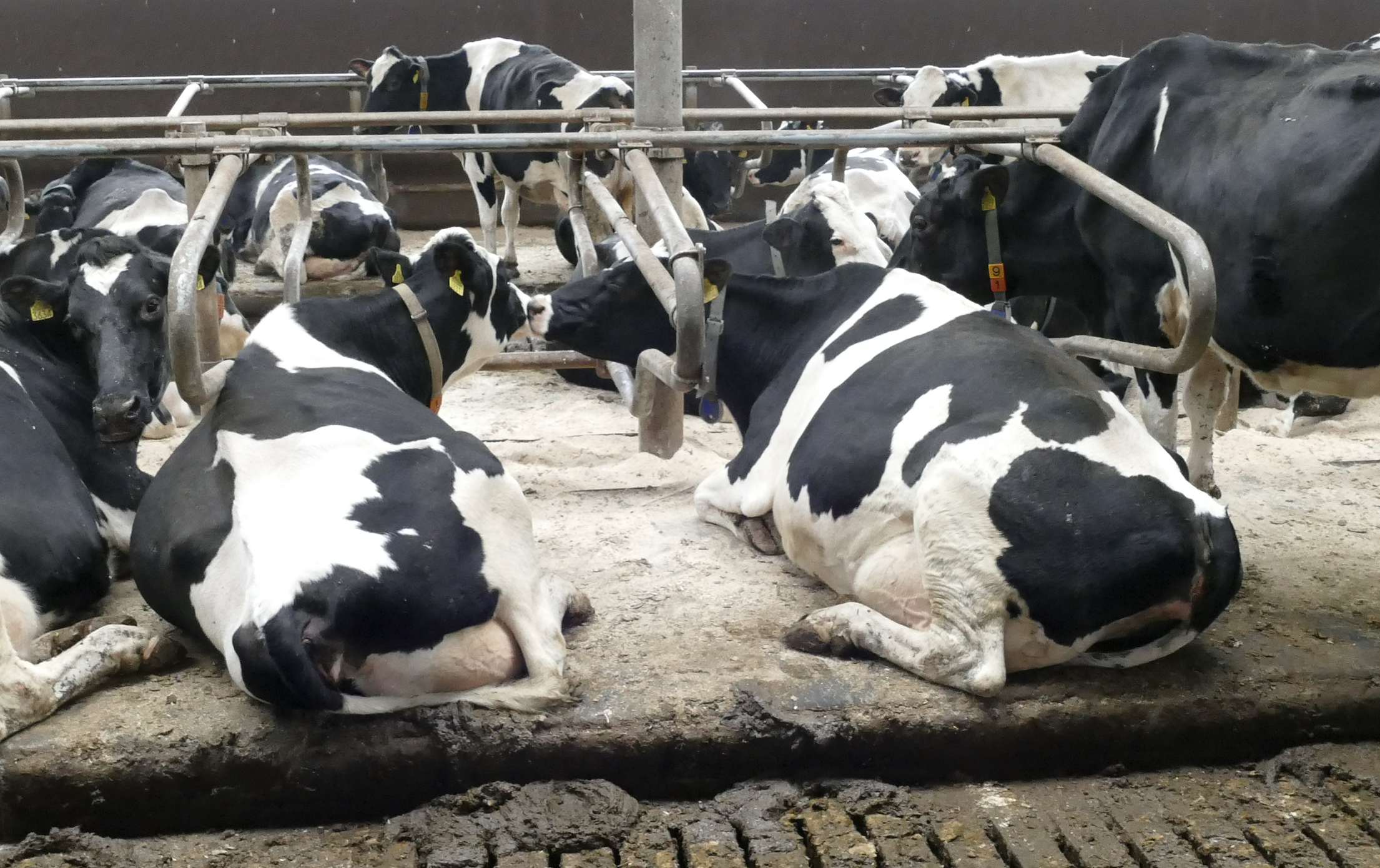 Krowy odpoczywają na legowiskach z gumowymi materacami, które dodatkowo posypywane są trocinami 
