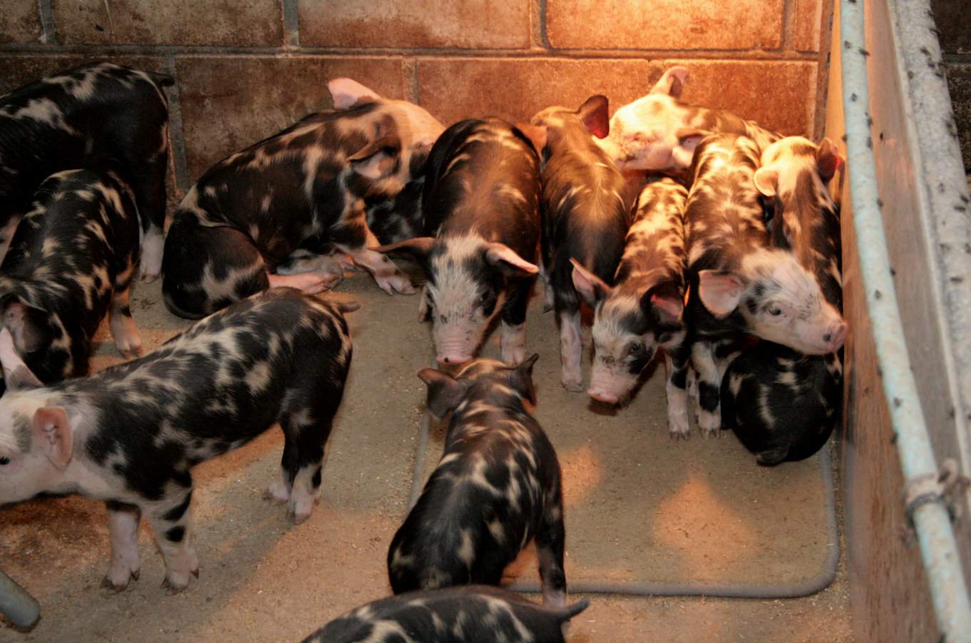 Stada zajmujące się produkcją świń rasy puławskiej są zlokalizowane głównie w województwach lubelskim i mazowieckim