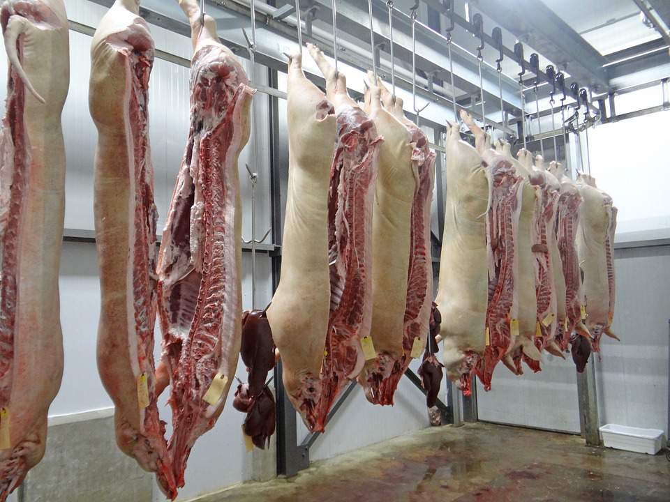 podobno jeden z polskich zakładów eksportujących wieprzowinę do Stanów Zjednoczonych miała nie przestrzegać wymogów mających na celu zapobieganie rozprzestrzenianiu się poważnych chorób zwierząt gospodarskich.
