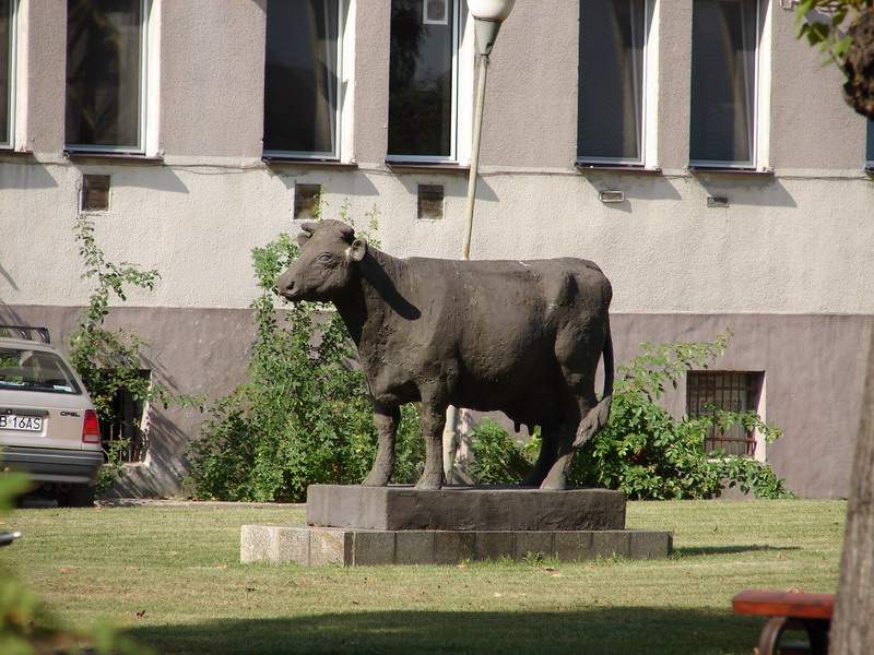 Pomnik krowy stoi przed budynkiem Pomorskiego ODR w Starym Polu i jest jedną z atrakcji dla wycieczek szkolnych jadących do Malborka (Fot. Bartol/wikipedia.pl)