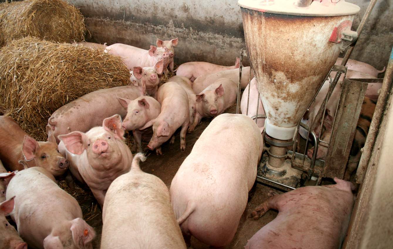 Stosowanie bezpiecznych ilości pasz rzepakowych w żywieniu tuczników nie wpływa ujemnie na wydajność rzeźną świń