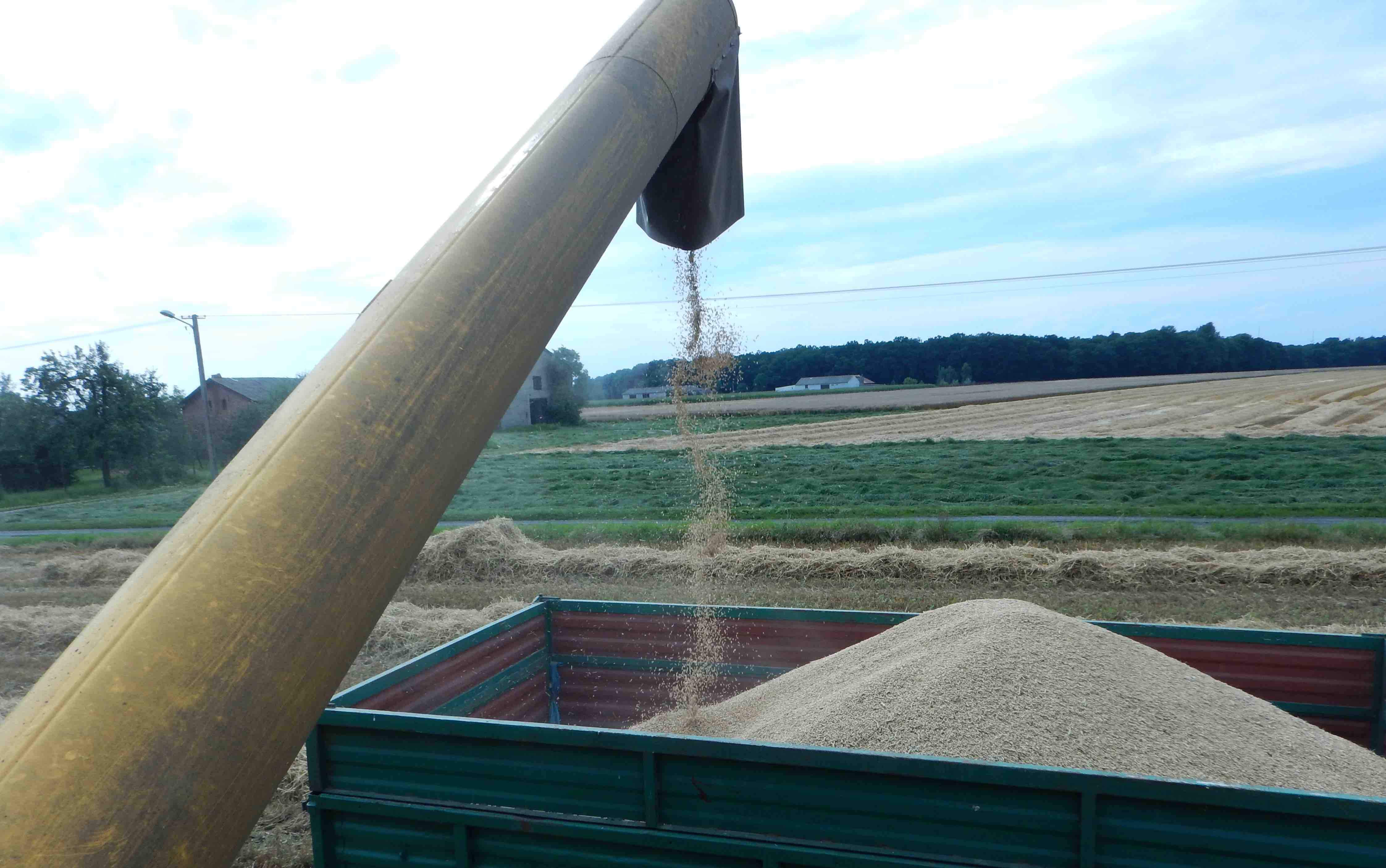 Susza zredukowała plony zbóż jarych na obszarze prawie połowy kraju, a ozimych na około 40% upraw 