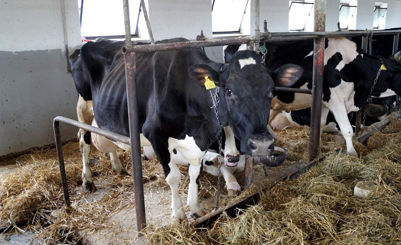 Ta krowa dała już ponad 100 tys. kg mleka za życia, wymię po 6 laktacjach się opuściło, ale nadal strzyki są na wysokości stawu skokowego