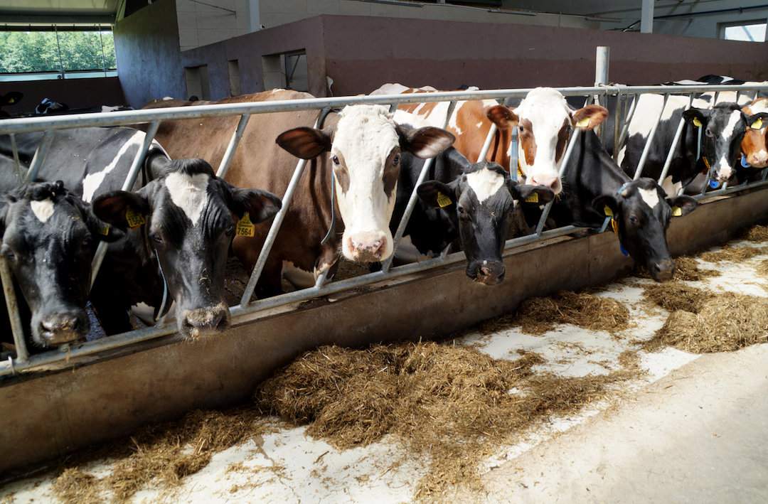Te krowy dziennie pobierają wraz z TMR-em 100 g Pro Bio Emów